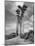 Towering Palm Trees Line Dirt Road as They Dwarf a Native Family Traveling on Foot-Eliot Elisofon-Mounted Photographic Print