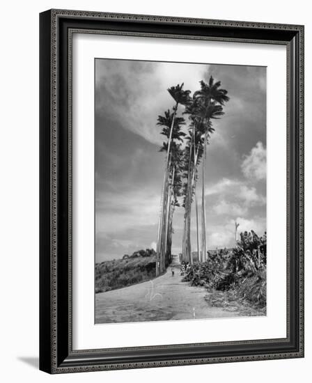 Towering Palm Trees Line Dirt Road as They Dwarf a Native Family Traveling on Foot-Eliot Elisofon-Framed Photographic Print