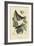 Towhe Bird-Mark Catesby-Framed Premium Giclee Print