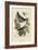 Towhe Bird-Mark Catesby-Framed Premium Giclee Print