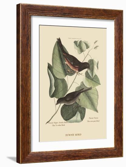 Towhe Bird-Mark Catesby-Framed Premium Giclee Print