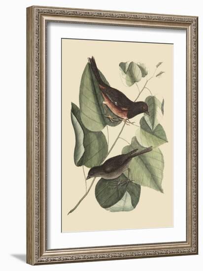 Towhe Bird-Mark Catesby-Framed Art Print