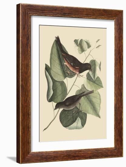 Towhe Bird-Mark Catesby-Framed Art Print