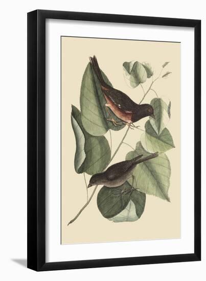 Towhe Bird-Mark Catesby-Framed Art Print