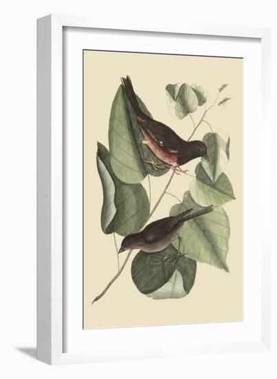 Towhe Bird-Mark Catesby-Framed Art Print