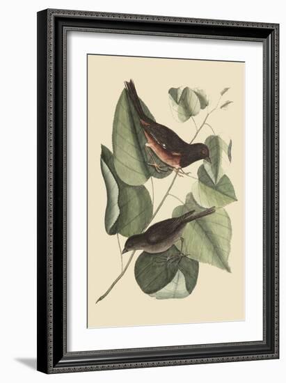 Towhe Bird-Mark Catesby-Framed Art Print