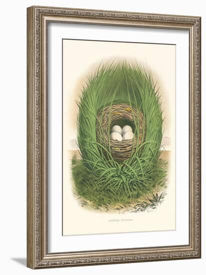 Towhee Bunting Nest and Eggs-null-Framed Art Print