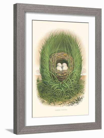 Towhee Bunting Nest and Eggs-null-Framed Art Print