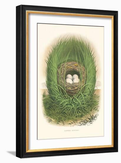 Towhee Bunting Nest and Eggs-null-Framed Art Print