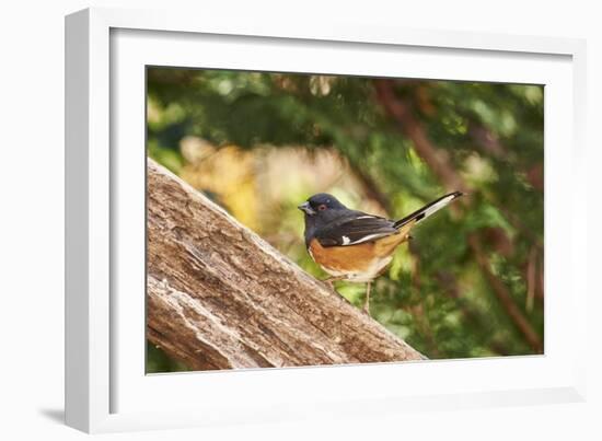 Towhee-Gary Carter-Framed Photographic Print