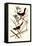 Towhee-John James Audubon-Framed Premier Image Canvas