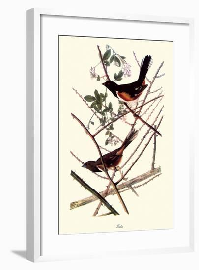 Towhee-John James Audubon-Framed Giclee Print