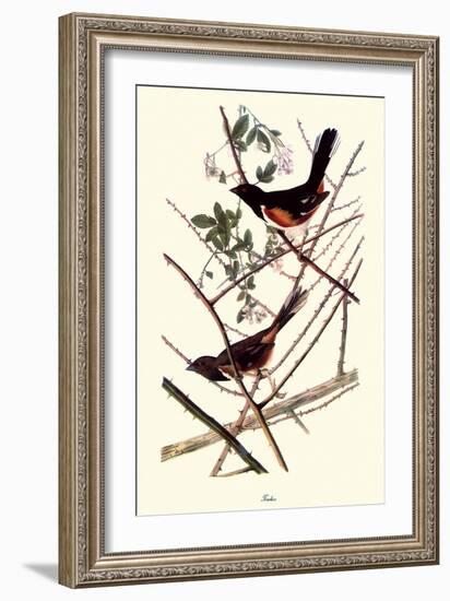 Towhee-John James Audubon-Framed Giclee Print