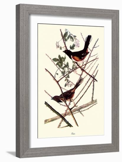 Towhee-John James Audubon-Framed Giclee Print