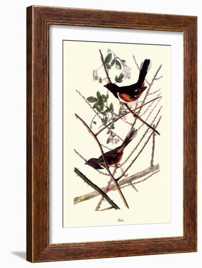 Towhee-John James Audubon-Framed Giclee Print