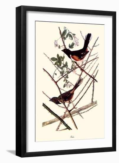 Towhee-John James Audubon-Framed Giclee Print