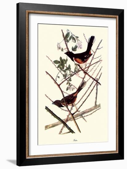 Towhee-John James Audubon-Framed Giclee Print