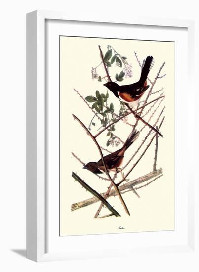 Towhee-John James Audubon-Framed Giclee Print