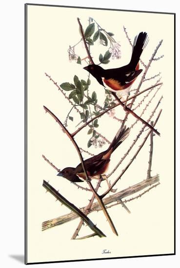 Towhee-John James Audubon-Mounted Giclee Print