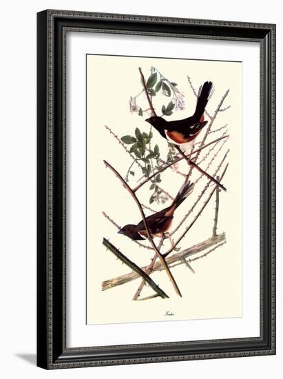 Towhee-John James Audubon-Framed Giclee Print