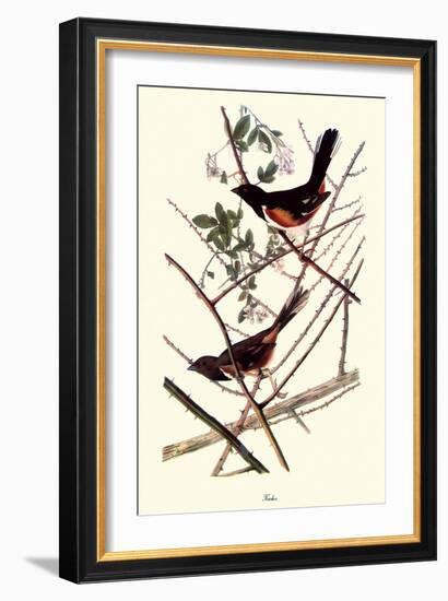 Towhee-John James Audubon-Framed Giclee Print