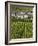 Town and Vineyards, Oger, Champagne Region, Marne, France-Walter Bibikow-Framed Photographic Print