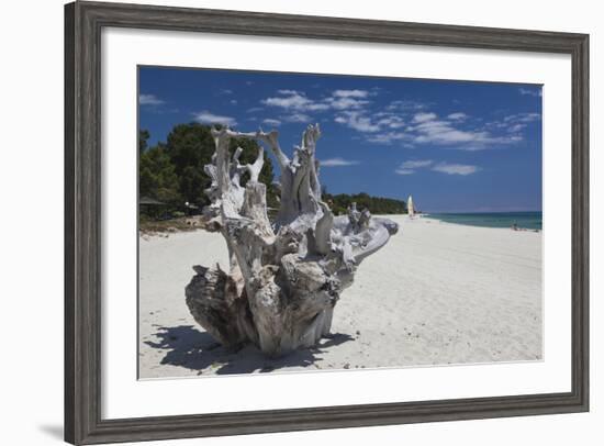 Town Beach Driftwood, Ghisonaccia, Costa Derena, Corsica, France-Walter Bibikow-Framed Photographic Print