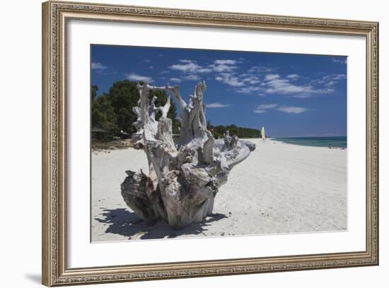 Town Beach Driftwood, Ghisonaccia, Costa Derena, Corsica, France-Walter Bibikow-Framed Photographic Print
