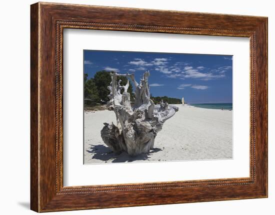 Town Beach Driftwood, Ghisonaccia, Costa Derena, Corsica, France-Walter Bibikow-Framed Photographic Print