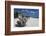 Town Beach Driftwood, Ghisonaccia, Costa Derena, Corsica, France-Walter Bibikow-Framed Photographic Print