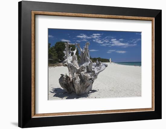 Town Beach Driftwood, Ghisonaccia, Costa Derena, Corsica, France-Walter Bibikow-Framed Photographic Print