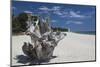 Town Beach Driftwood, Ghisonaccia, Costa Derena, Corsica, France-Walter Bibikow-Mounted Photographic Print