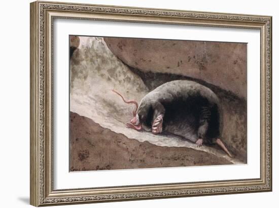 Townsend Mole-Louis Agassiz Fuertes-Framed Giclee Print