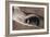 Townsend Mole-Louis Agassiz Fuertes-Framed Giclee Print