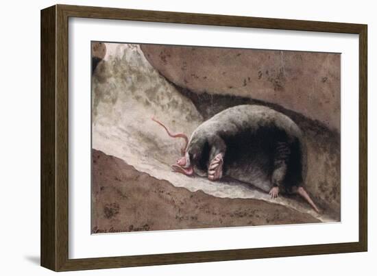 Townsend Mole-Louis Agassiz Fuertes-Framed Giclee Print