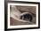 Townsend Mole-Louis Agassiz Fuertes-Framed Giclee Print