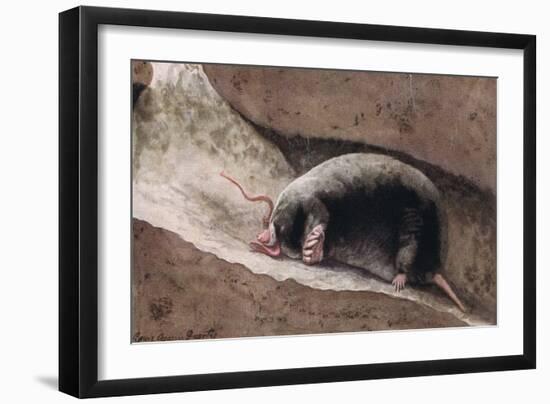 Townsend Mole-Louis Agassiz Fuertes-Framed Giclee Print