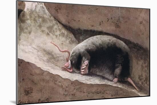 Townsend Mole-Louis Agassiz Fuertes-Mounted Giclee Print