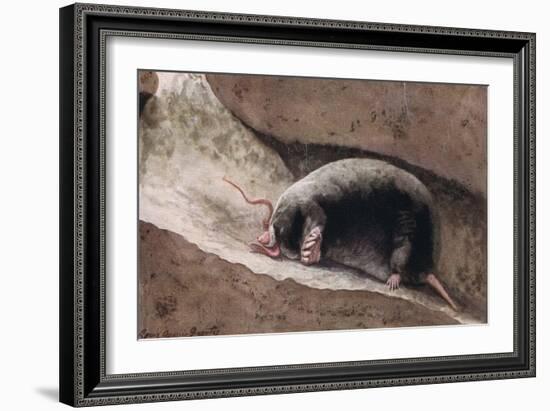 Townsend Mole-Louis Agassiz Fuertes-Framed Giclee Print