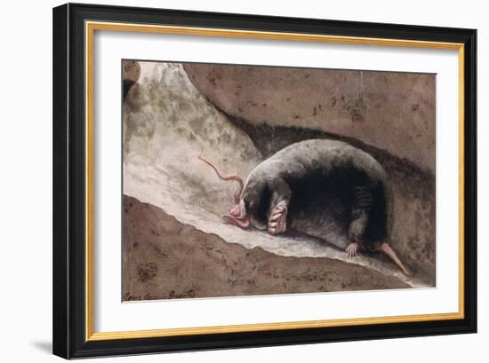 Townsend Mole-Louis Agassiz Fuertes-Framed Giclee Print