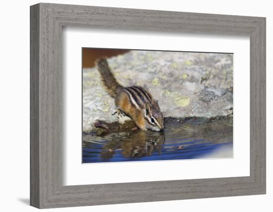 Townsend's Chipmunk, drinking at a rain water pool-Ken Archer-Framed Photographic Print