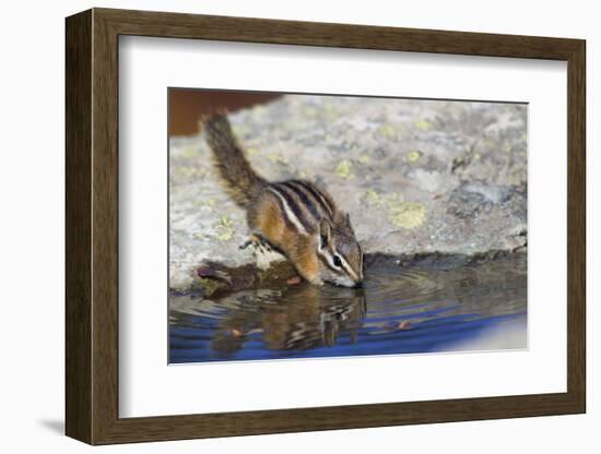 Townsend's Chipmunk, drinking at a rain water pool-Ken Archer-Framed Photographic Print