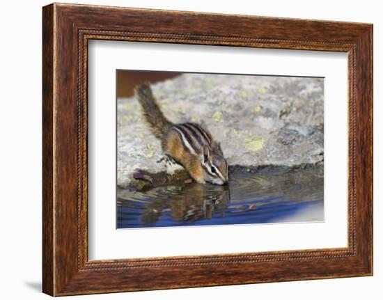 Townsend's Chipmunk, drinking at a rain water pool-Ken Archer-Framed Photographic Print