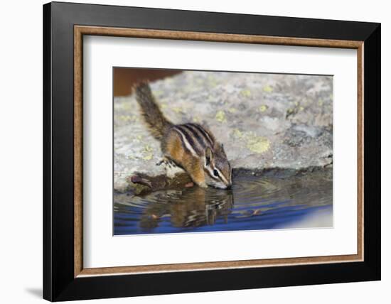 Townsend's Chipmunk, drinking at a rain water pool-Ken Archer-Framed Photographic Print