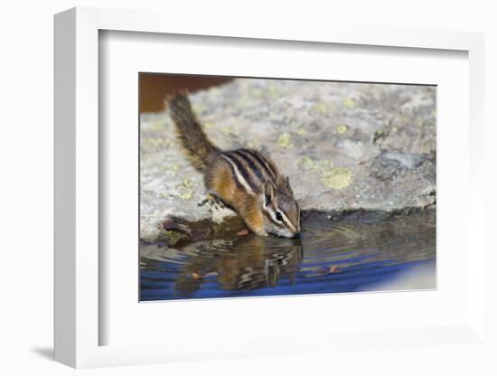 Townsend's Chipmunk, drinking at a rain water pool-Ken Archer-Framed Photographic Print