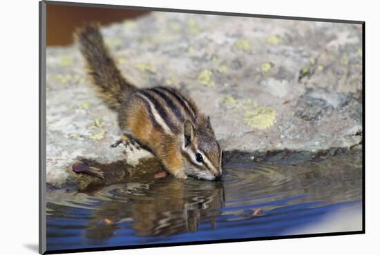 Townsend's Chipmunk, drinking at a rain water pool-Ken Archer-Mounted Photographic Print