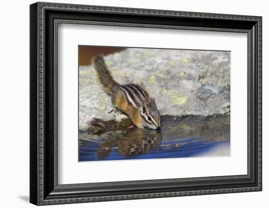 Townsend's Chipmunk, drinking at a rain water pool-Ken Archer-Framed Photographic Print