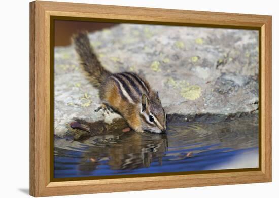 Townsend's Chipmunk, drinking at a rain water pool-Ken Archer-Framed Premier Image Canvas