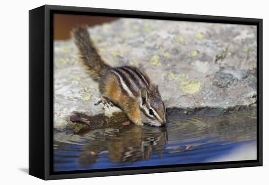 Townsend's Chipmunk, drinking at a rain water pool-Ken Archer-Framed Premier Image Canvas