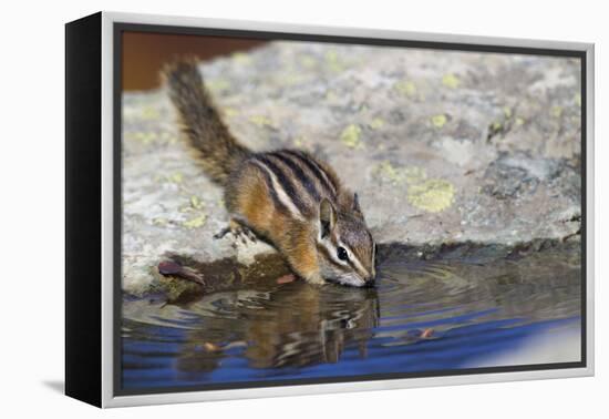 Townsend's Chipmunk, drinking at a rain water pool-Ken Archer-Framed Premier Image Canvas